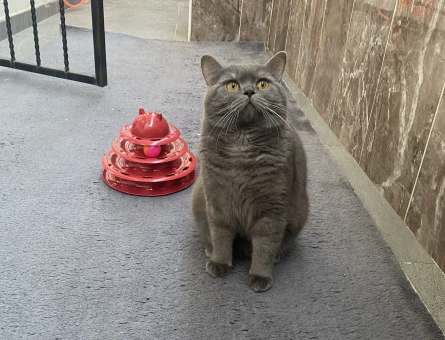 PELUŞ TÜYLÜ KİKO YENİ AİLE ARIYOR