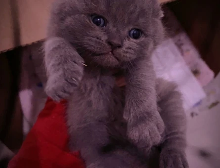 Minik scottish yavrumuza yuva ariyoruz