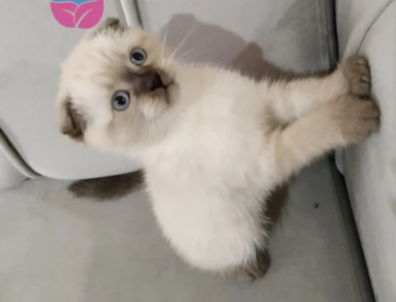 Scottish fold iki tane kedim var birisi dişi biri erkek