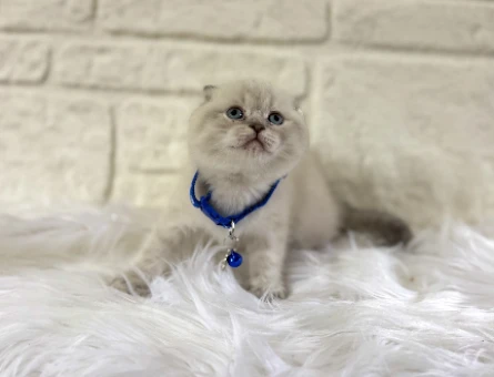 Scottish Fold Bluepoint Erkek 2 Aylık Yuva Arıyor