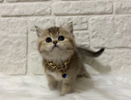 British Shorthair Golden Dişi Yavrumuz