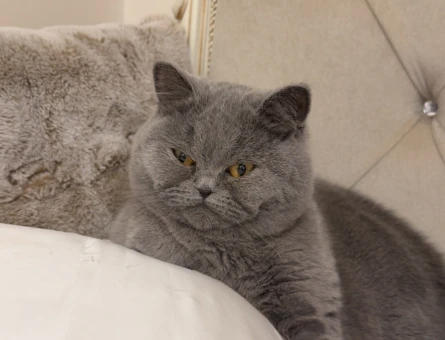 British Shorthair Yetişkin Kedi Erkek