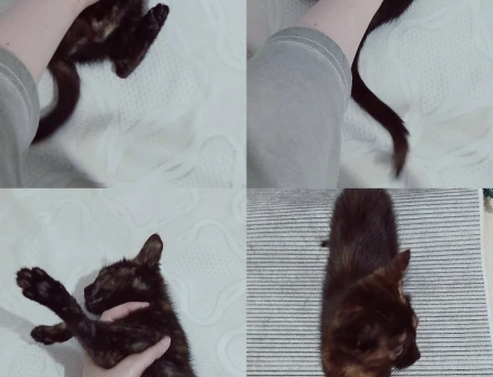 2 Aylık Dişi British Shorthair - 3906