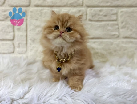 British Longhair Pofuduk Garfield Yuva Arıyor