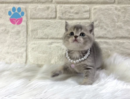British Shorthair Tabby Dişi 2 Aylık