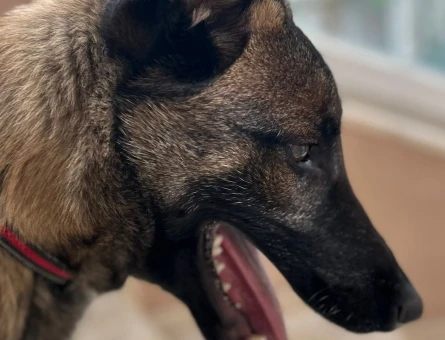 Melinois Belçika kurt 7 Aylık Yuva Arıyor