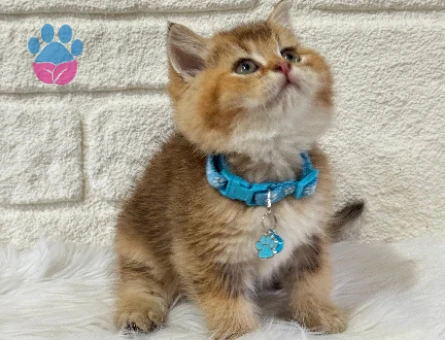 British shorthair Golden Erkek Topaç Kafa Yakışıklı