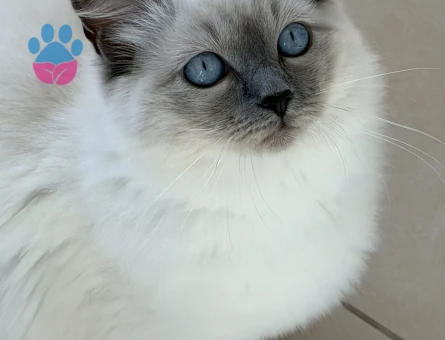 Dişi Ragdoll