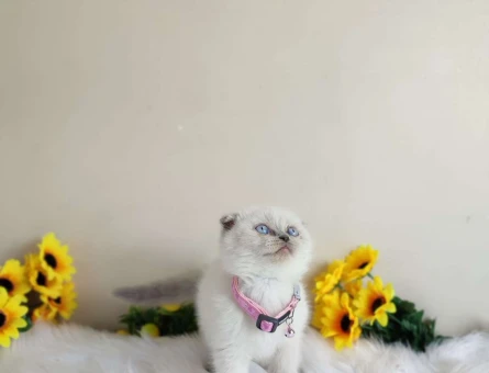 Safkan Scottish Fold Blue Point Yavru Kedi