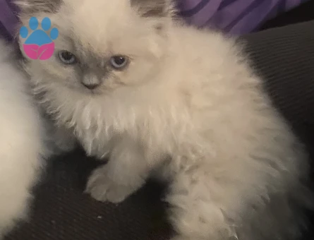 Chincilla Yavrular - 3976