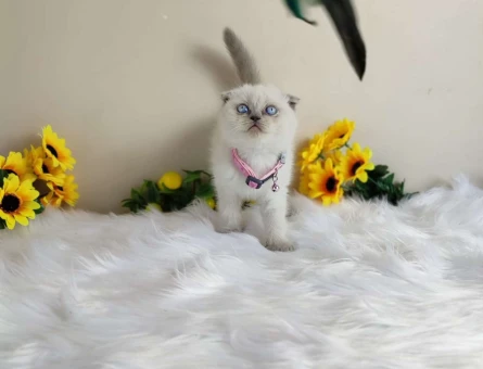 Muhteşem Scottish Fold Blue Point Yavru Kedi