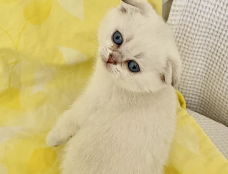 Safkan Orjinal fold Silver Point NS1133 maviş göz bebekler