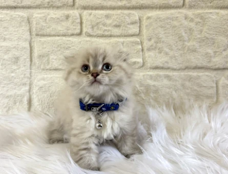 Scotttish Fold Longhair Erkek Yavrumuz