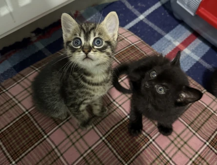 British Shorthair Çok Tatlı Yavrular - 4008