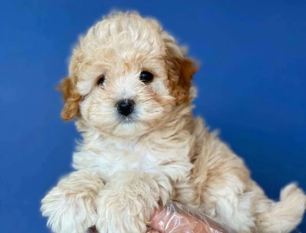 Irk Garantili Dişi ve Erkek Maltipoo