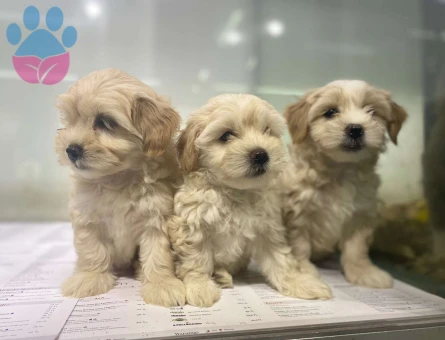 Irk Garantili Erkek ve Dişi Maltipoo