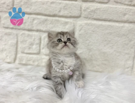 British Shorthair Silver Tabby 2 Aylık