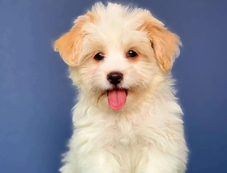 Şov Kalite Dişi ve Erkek Maltipoo Yavrularımız