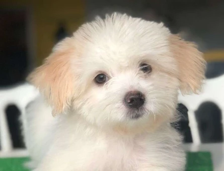 Şov Kalite Erkek ve Dişi Maltipoo Yavrularımız