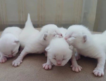 Scottish Fold - Long Hair dişi ve erkek yavrular
