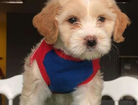 Maltipoo Yavrularımız Mükemmel Güzellikte