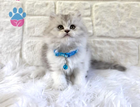 British Longhair Silver Erkek Topaç Kafa 2 Aylık