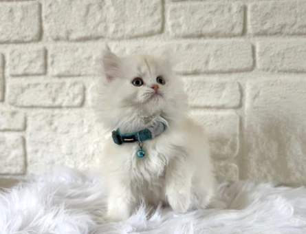 British Longhair 2 Aylık Erkek Güzeli