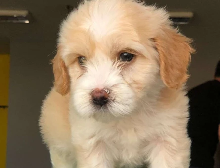 Maltipoo Yavrularımız Şov Kalite