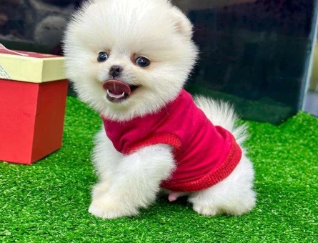 Safkan Pomeranian Boo Anne Sütü Almış Yavrularımız