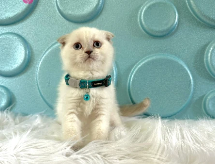 Scottish Fold Blue Point Oyuncu Erkek Yavrumuz