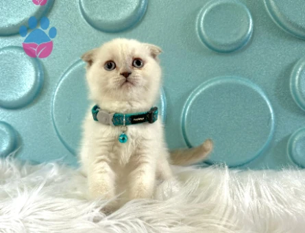 Scottish Fold Blue Point Oyuncu Erkek Yavrumuz