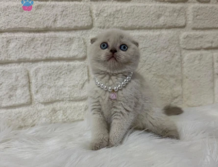 Scottish Fold  Blue Point Erkek 2 Aylık Güzellik