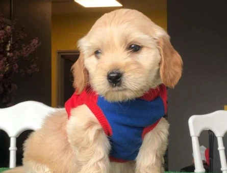 Maltipoo Yavrularımız Şov Kalite Erkek ve Dişi