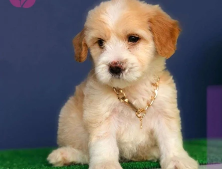 Üst Düzey Güzellikte Dişi ve Erkek Maltipoo Yavrularımız