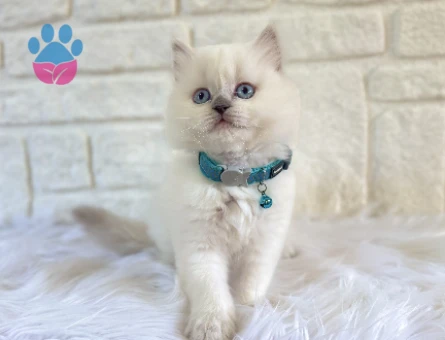 British Longhair Erkek 2 Aylık Blue point