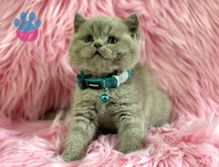 Harika Rengi İle British Shorthair Lilac Yavrularımız