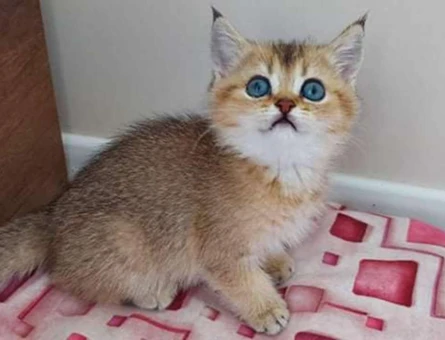 British Shorthair Golden 2 Aylık Dişi