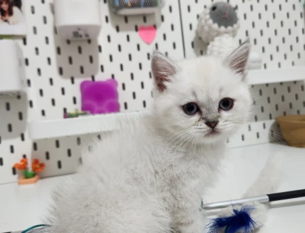 British shorthair silver point yavrular - 4192