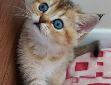 British Shorthair Golden 2 Aylık Erkek