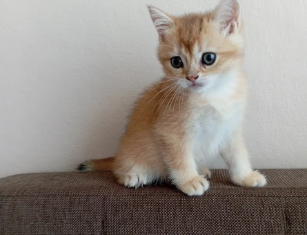 British shorthair golden NY11 NY12