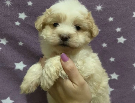 Maltipoo Yavrularımız A Kalite