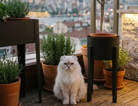 Minik Miamıza sıcak bir yuva arıyoruz