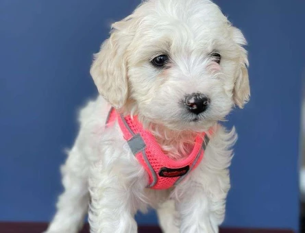 Şov Kalite Maltipoo Dişi ve Erkek Yavrularımız