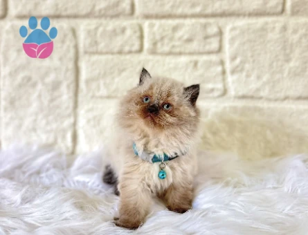 British Longhair Çikolata Point Erkek