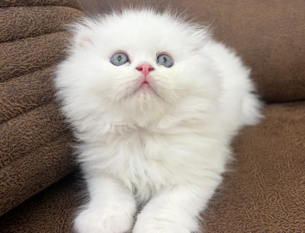 Scottish Fold Longhair 2 Aylık Mavi Gözlü - 4415