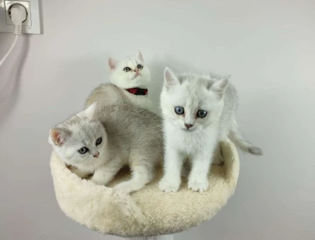 British Shorthair Silver Shaded Ns11 Kaliteli Yavrular