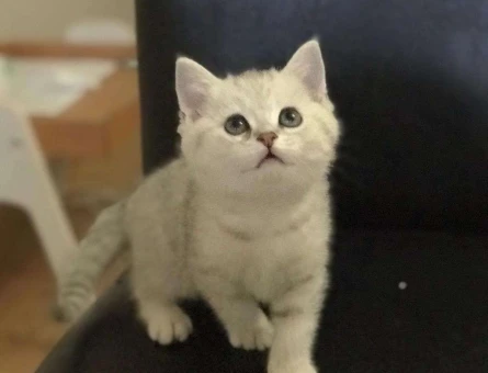 BRİTİSH SHORTHAİR SİLVER SHADED YAVRULARIMIZ