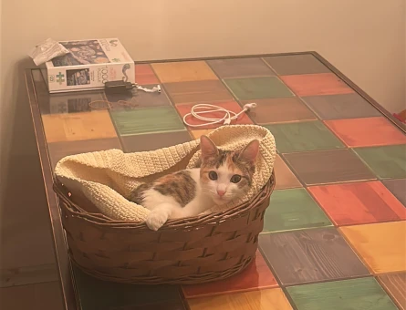 1 Yaşında Tekir Kedi - 4447