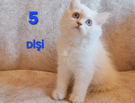 British Shorthair Pamuk Şeker yuva Arıyor - 4481