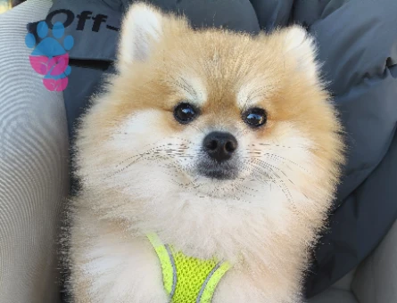 Dişi pomeranian aranıyor ciflestirmek için 3 kg - 118984387